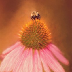 Bumblebee On Pink Coneflower
